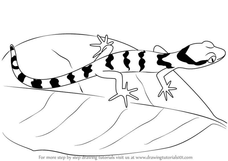 Learn How to Draw a Bent-Toed Gecko (Reptiles) Step by Step ...