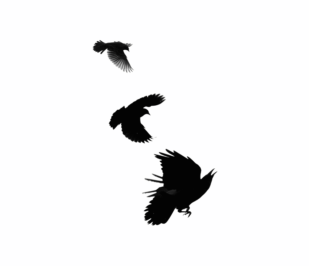 Silhouette Of A Blackbird - ClipArt Best