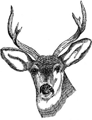 Deer Head Drawing Photo on BestPhotos.US - Awesome Public Domain ...