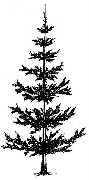 Beccy's Place: Pine Trees