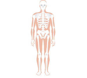 Labeled Human Skeleton Diagram