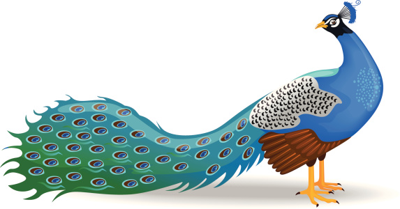 Cartoon Of Animated Peacock Clip Art, Vector Images ...