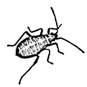 Beetle Black And White Clipart