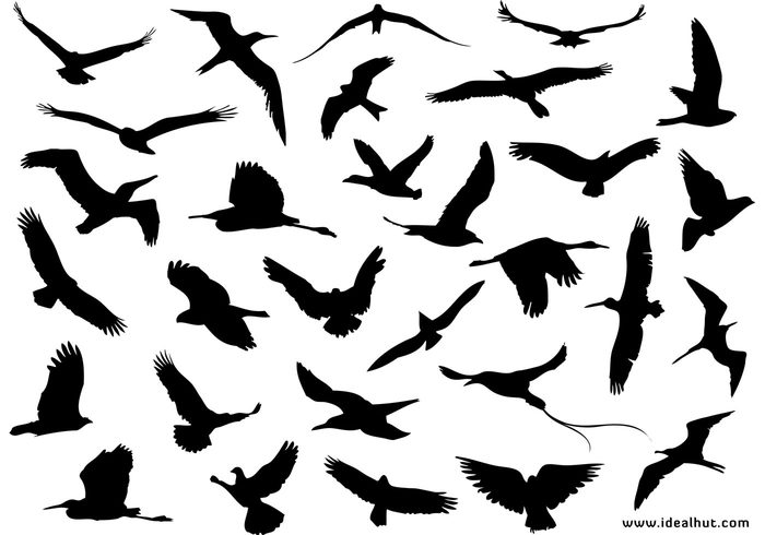 30 Different Flying Birds - Download Free Vector Art, Stock ...