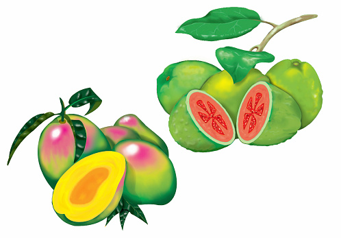 Guava Clip Art, Vector Images & Illustrations