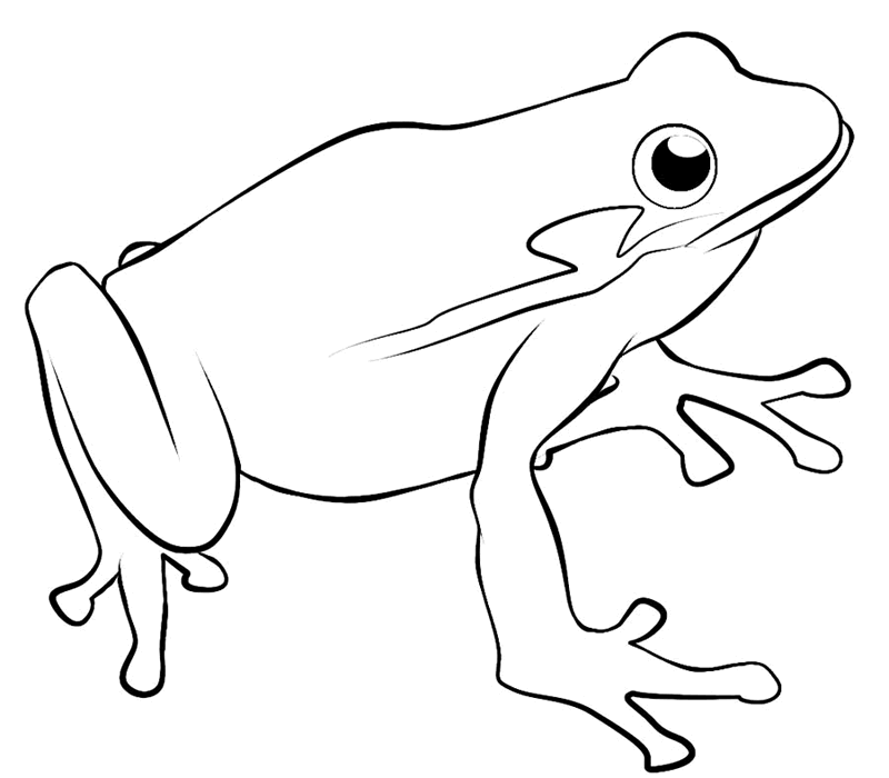 Frog Drawing - ClipArt Best