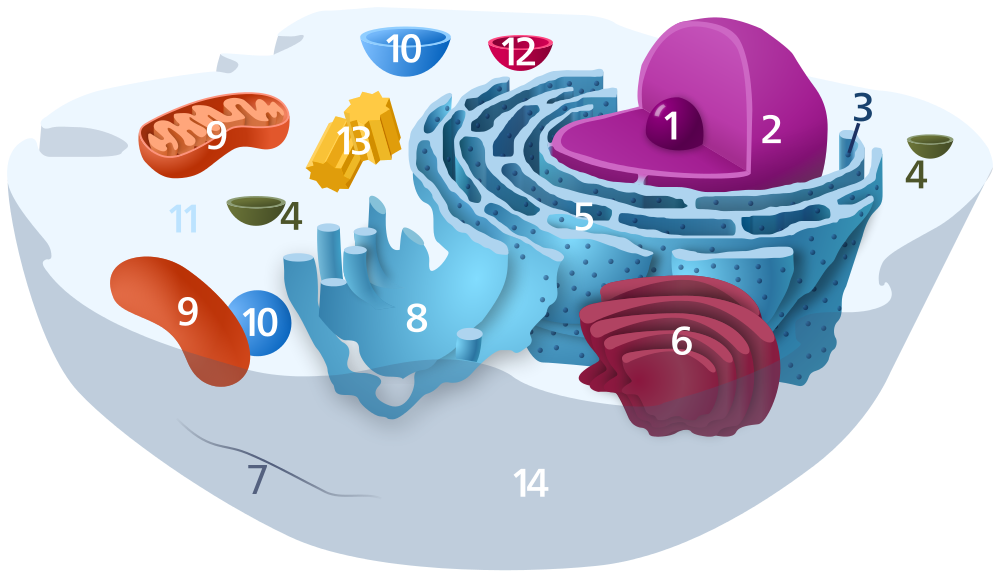 20 Printable Images of animal cell diagram without labels