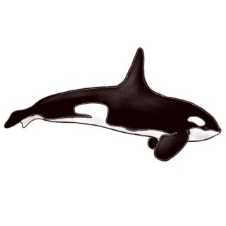 Killer Whale Pencil Drawing Tilikum The Orca Drawing - Litle Pups