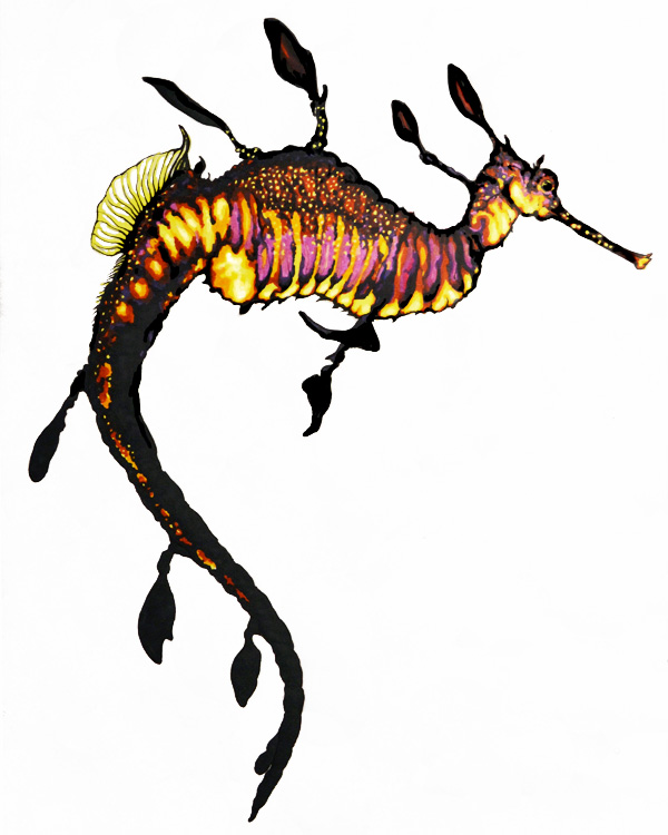 Weedy seadragon drawing artwork by Madeleine DubÃ© - Phyllopteryx ...