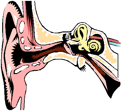 Image Of The Ear | Free Download Clip Art | Free Clip Art | on ...