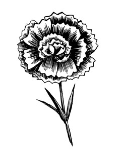 Carnation Drawing - ClipArt Best