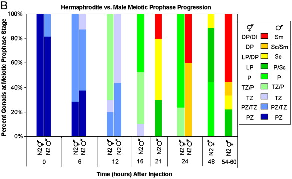 Differential timing of S phases, X chromosome replication, and ...