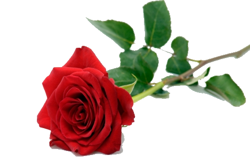 Single Red Rose PNG Pic | PNG Mart