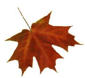 Sycamore leaf clip art