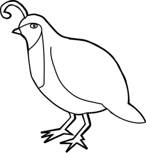 Quail clipart images