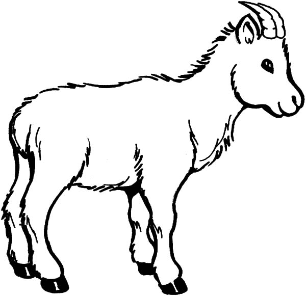 Wildlife of Goat Coloring Pages | Color Luna