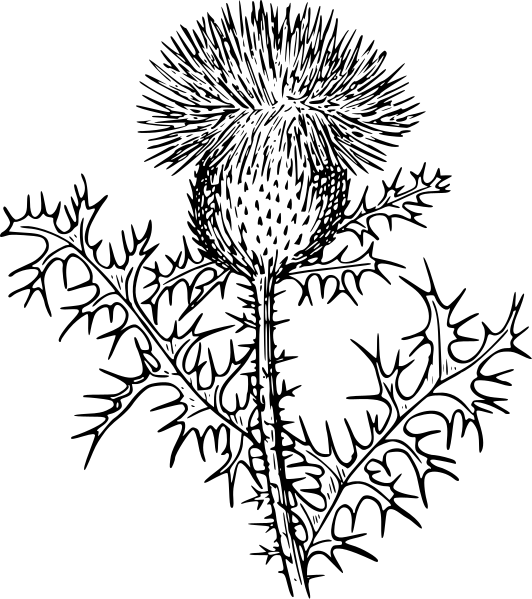 Thistle Clip Art Download