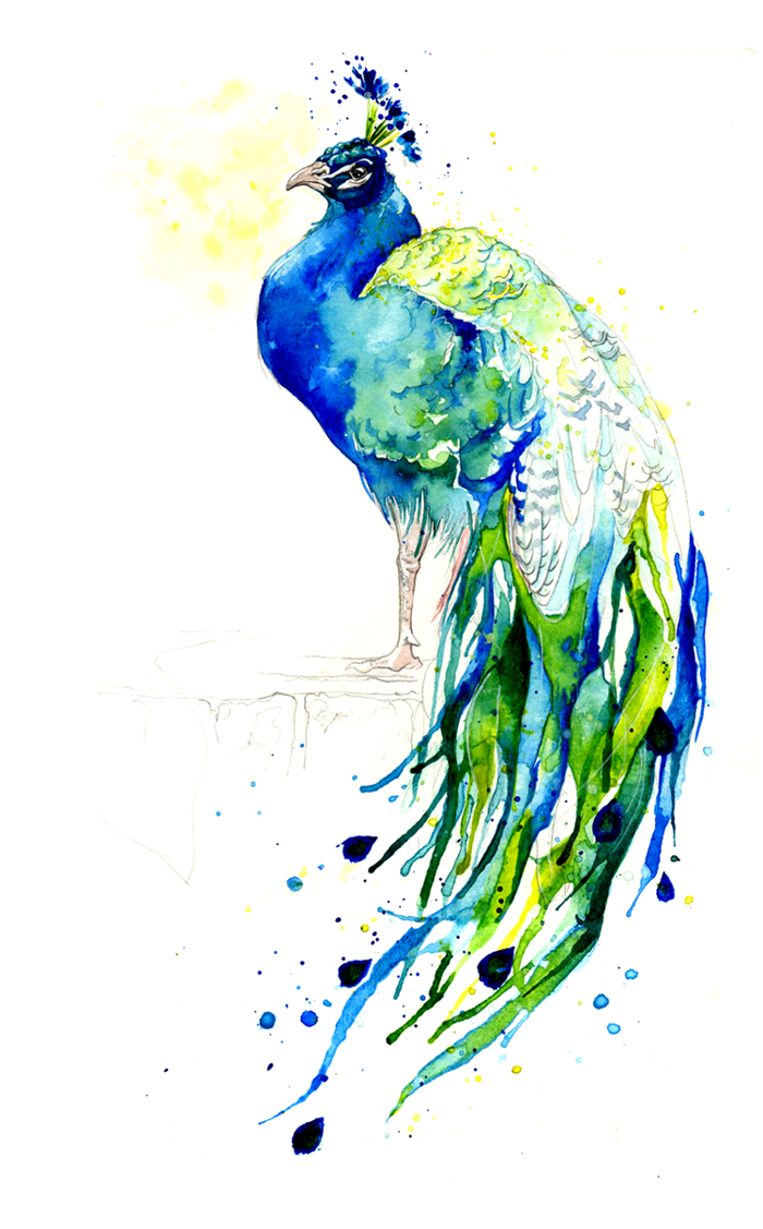 Colourful Peacock Drawing - ClipArt Best
