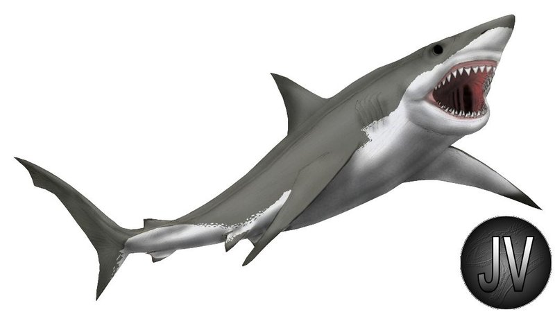 Great White Shark Drawing - Free Clipart Images