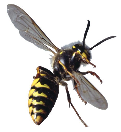 Wasp - Free Clip Art - DK Books