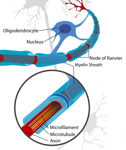 Glial Cells, Astrocytes, Neurons and Amyotrophic Lateral Sclerosis ...