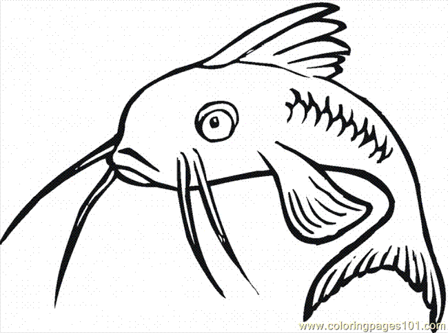 Catfish Drawing | Free Download Clip Art | Free Clip Art | on ...