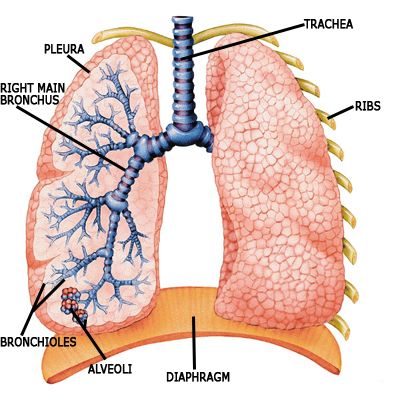 lung diagram labeled Gallery