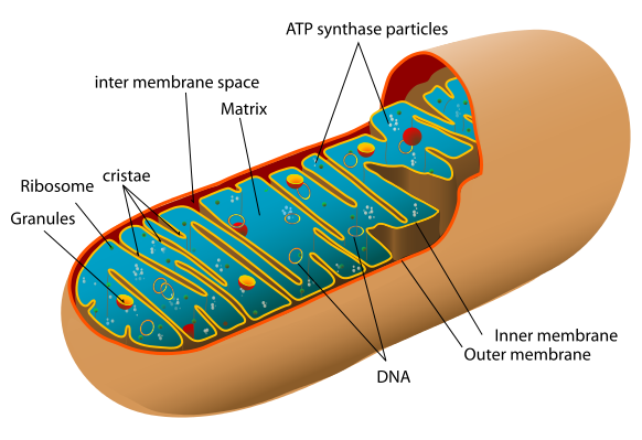 Prokaryotic Bacterial Cell Diagram - Juanribon.com