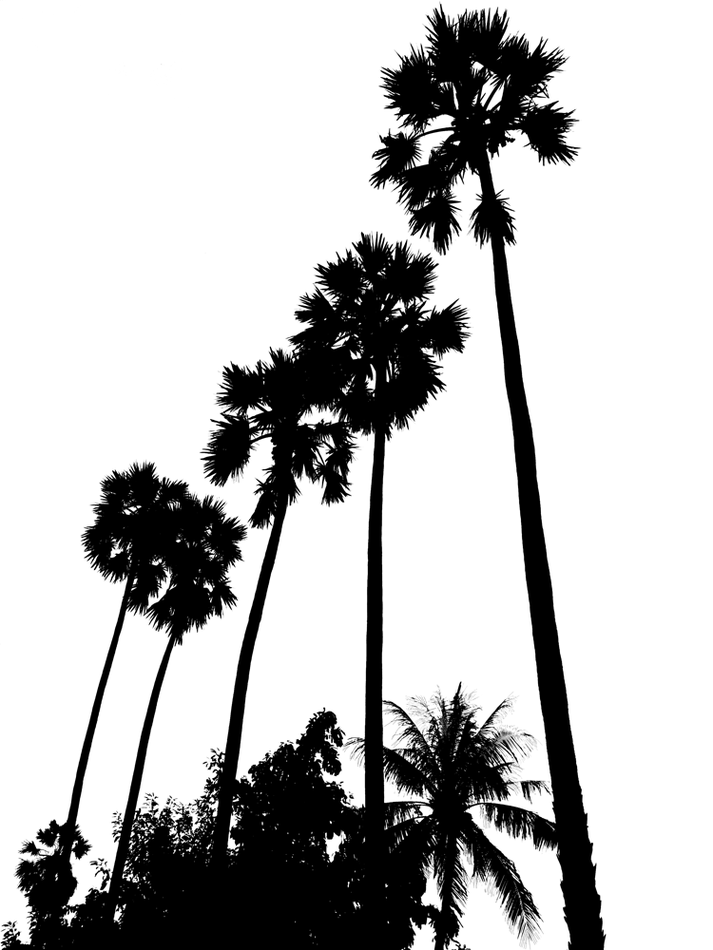 Silhouette Palm Tree Clipart - Free to use Clip Art Resource