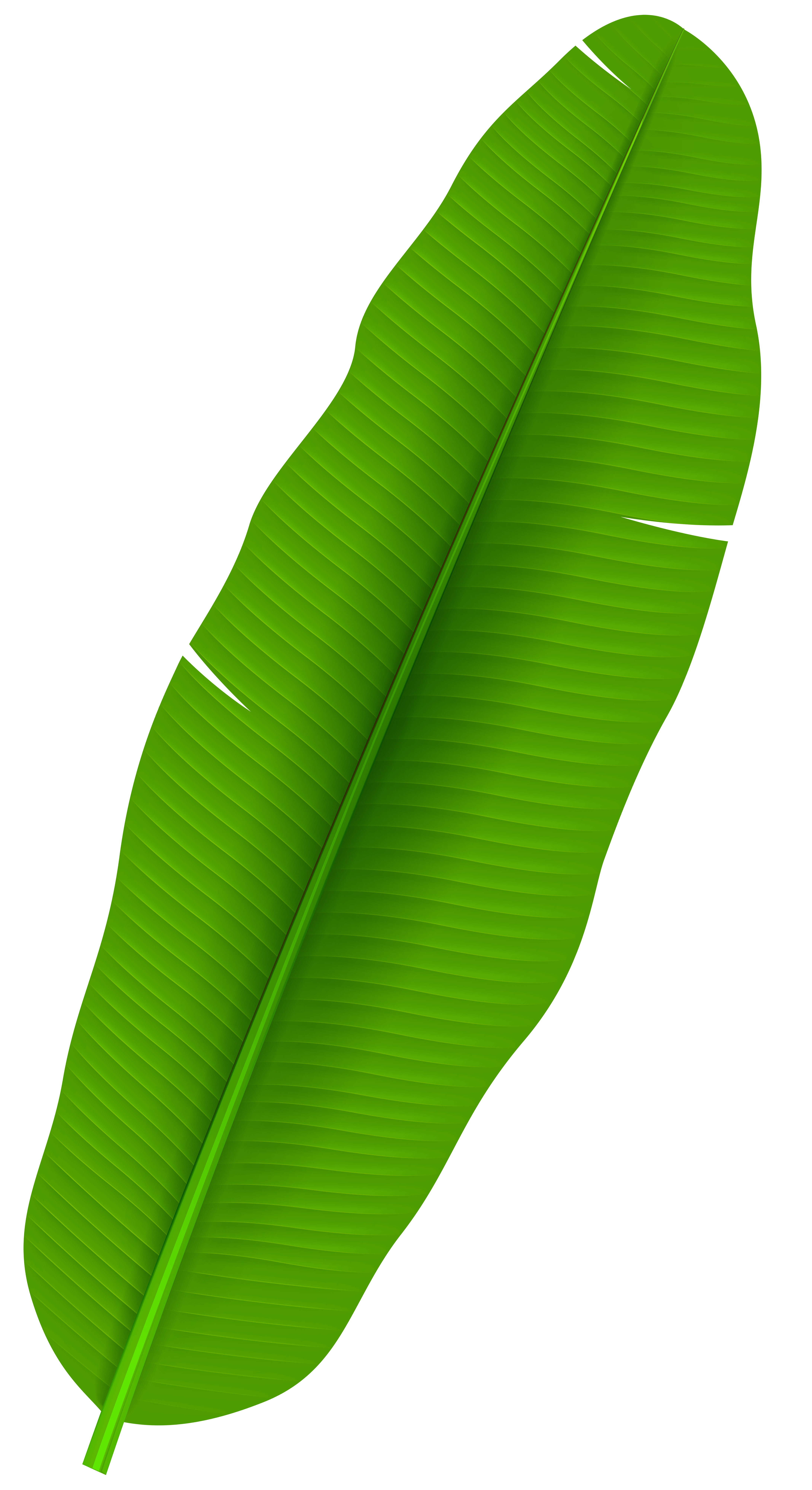 Exotic Palm Leaf Transparent PNG Clip Art