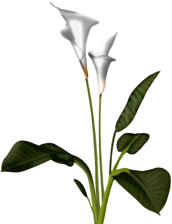 Calla Lily Clipart