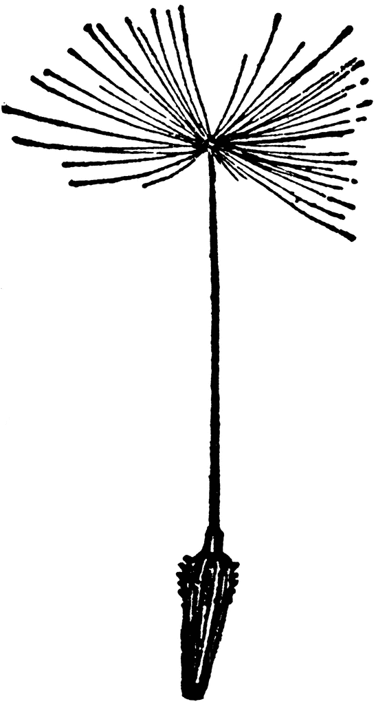 Dandelion Clip Art