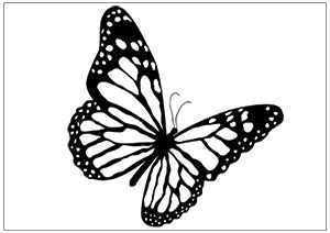 Butterfly Flying Drawings - ClipArt Best - ClipArt Best