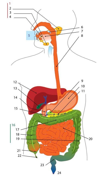 Image digestive system - Img 7892