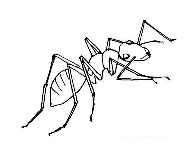 Ant coloring pages/sheets