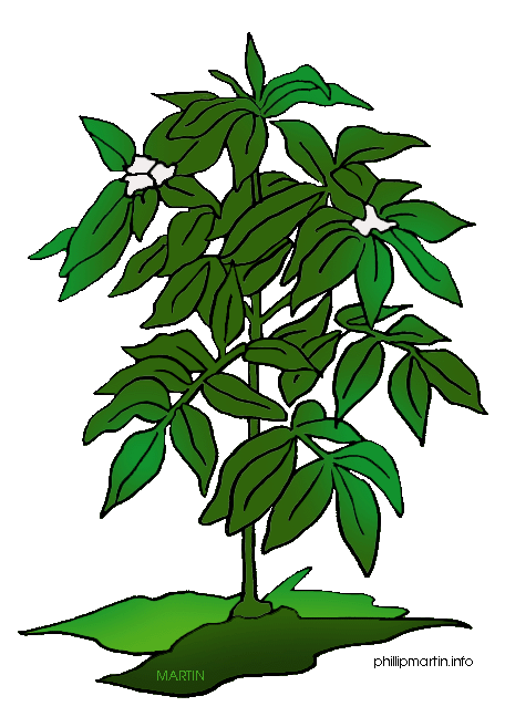 Plant Clipart | Free Download Clip Art | Free Clip Art | on ...