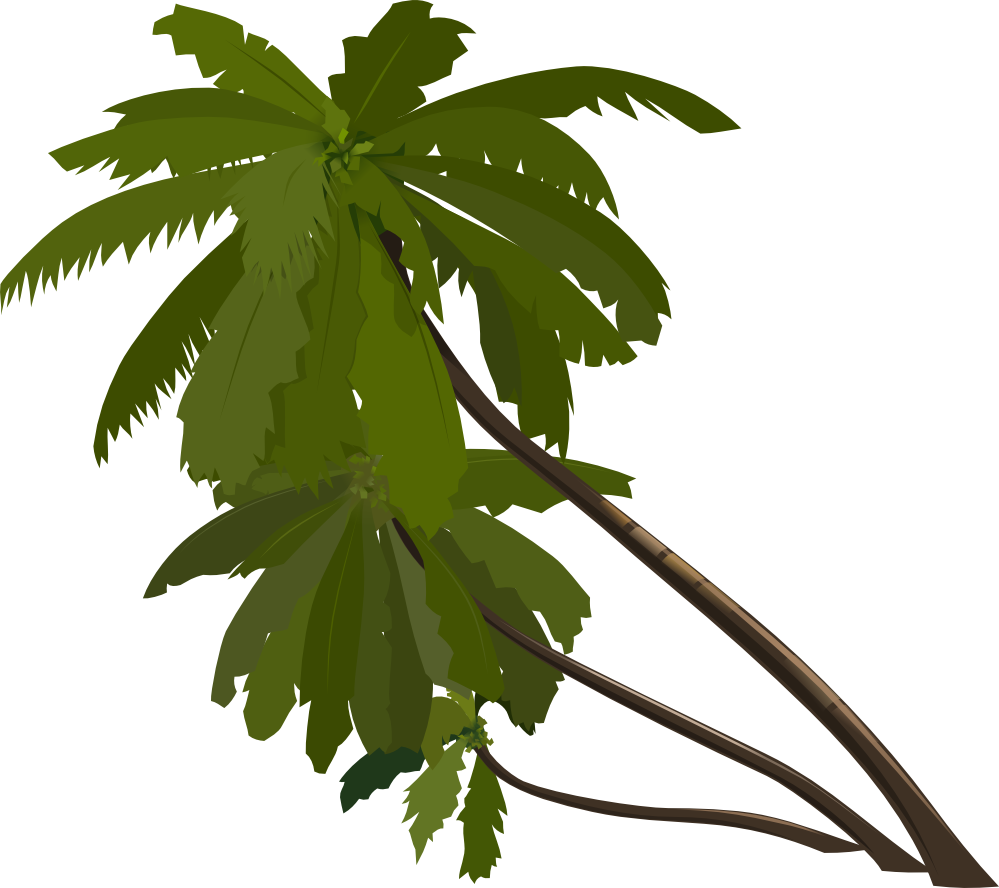 Palm tree PNG images, download free pictures
