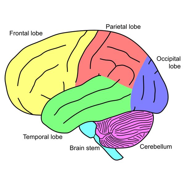 Simple Diagram Of The Brain - AoF.com