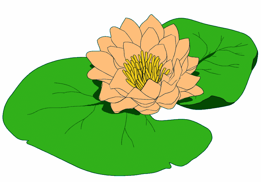 Transparent water lily clipart