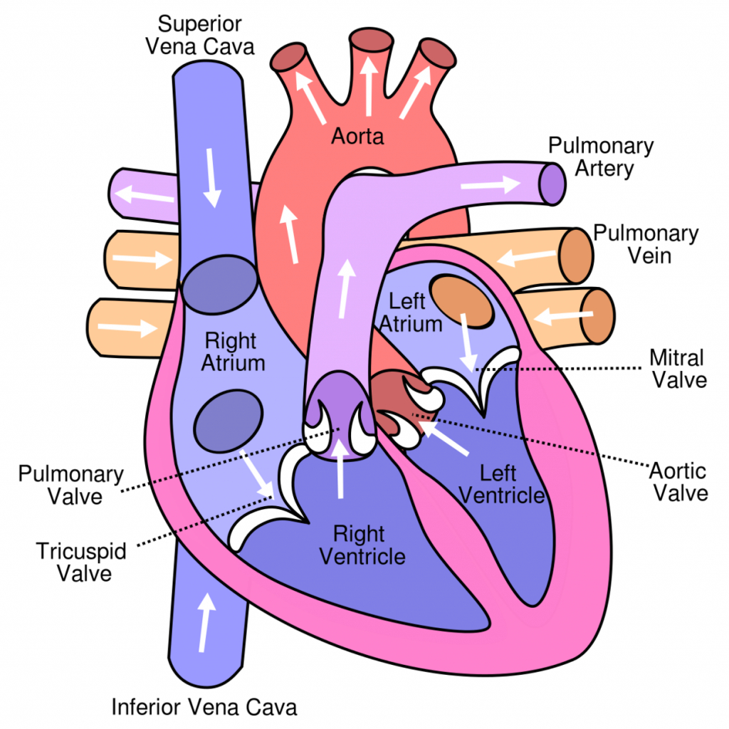 Function Of Heart In Circulatory System - Human Anatomy Library