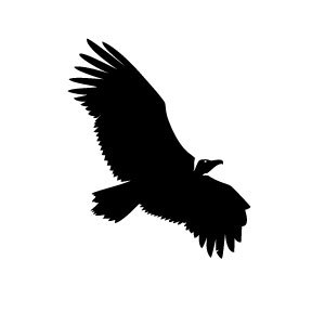 Vulture Vector Image | FreeVectors.net