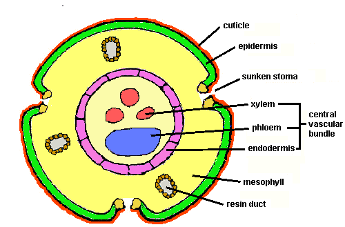 docs\lectsupl\Anatomy\Anatomy