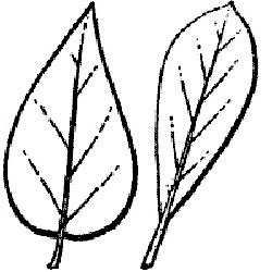 Botany for Gardeners - The Basics of Leaves II