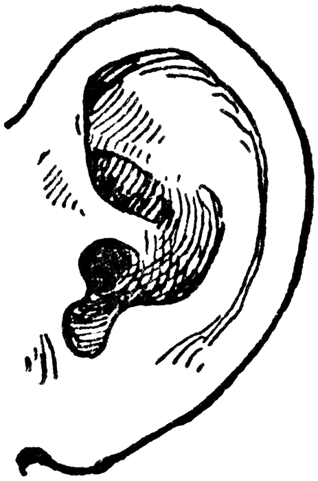 Image Of The Ear | Free Download Clip Art | Free Clip Art | on ...