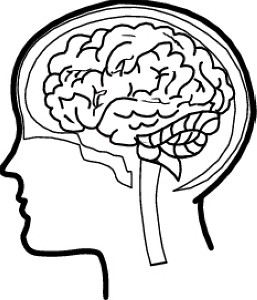 Brain pictures clip art - ClipartFox