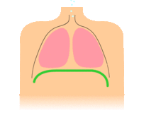 Diaphragmatic breathing - Wikipedia