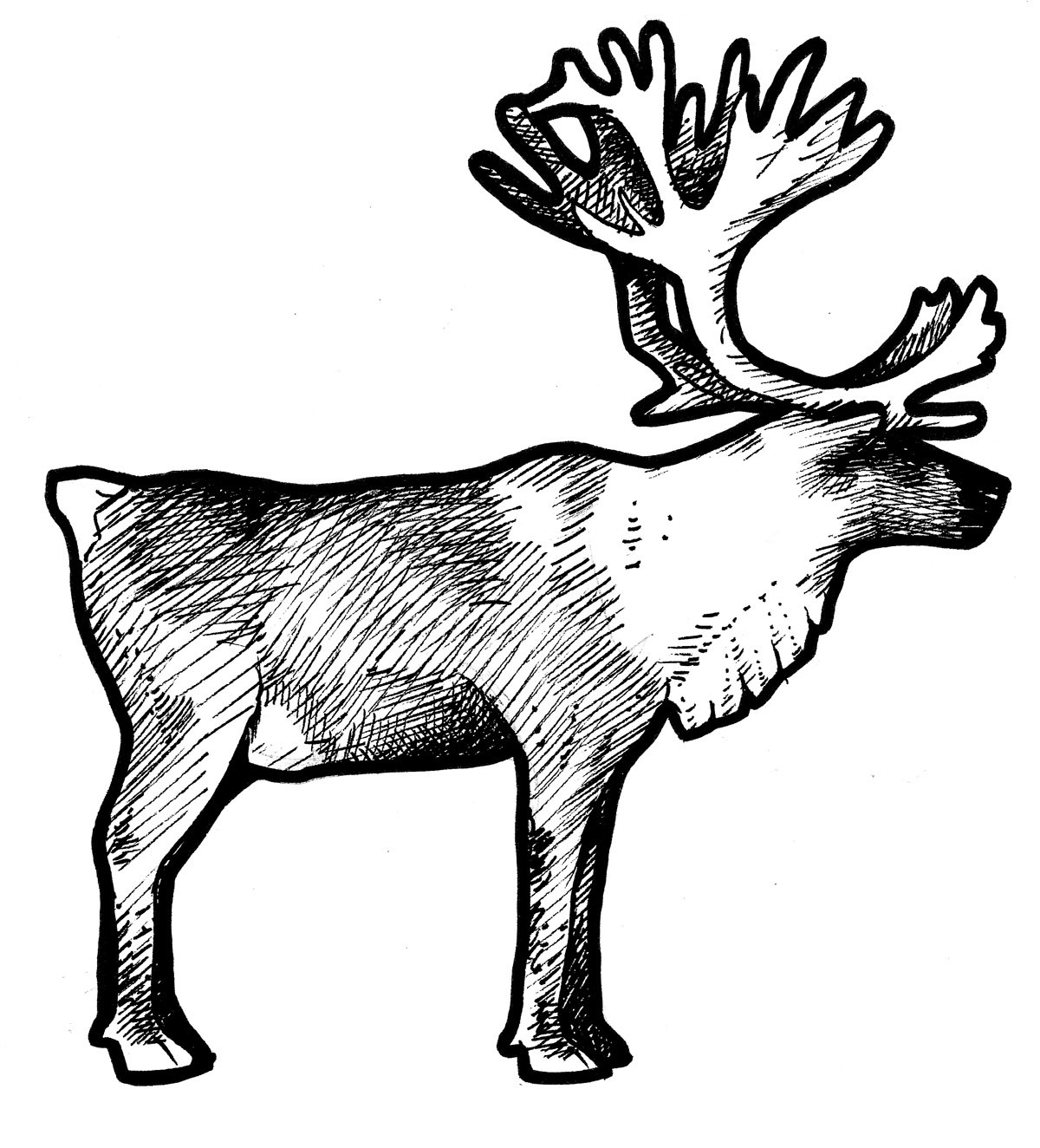 Caribou Drawings ClipArt Best