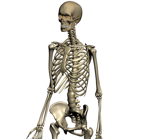 3D Female Skeletal System Model | Human Anatomy Models