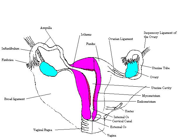 Ovary Diagram Blank