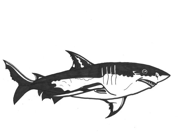 Great White Shark Drawing - ClipArt Best